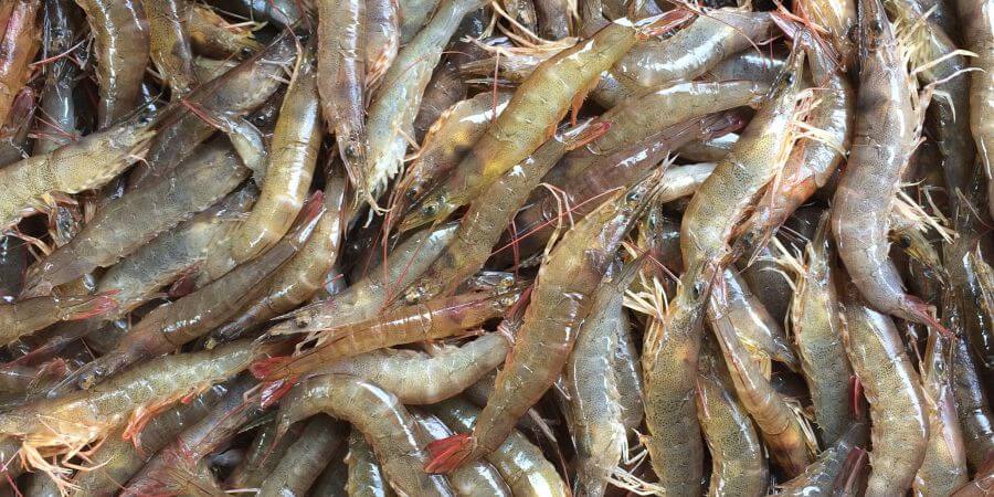 Chọn nguyên liệu tươi ngon